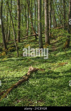 Buschwindröschen Wald im Frühling Stockfoto