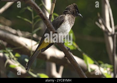 Ein Bulbul mit dunkler Kappe sitzt auf einem Ast, Botswana, Afrika Stockfoto