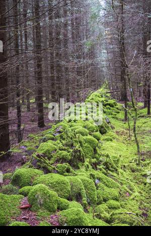 Steinmauer mit grünem Moos im Wald bedeckt Stockfoto