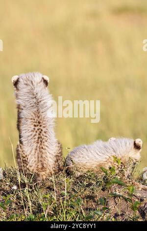 Gepardenjungen sitzen im Gras mit dem Rücken zur Kamera Stockfoto