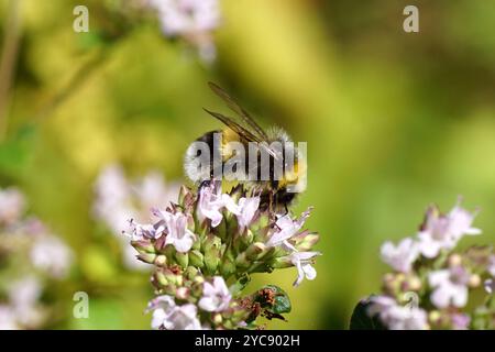 Weißschwanzhummel (Bombus lucorum) an den Blüten des süßen Marjoram (Origanum). Sommer, Juli, niederländischer Garten Stockfoto