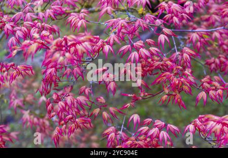 Fantastischer japanischer ahornbaum mit roten Blättern im japanischen Garten von Hasselt als Kulisse, die Schönheit der Natur im belgischen April Stockfoto