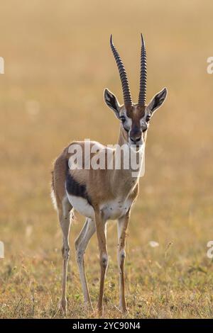 Thomsons Gazelle steht auf der Savanne Stockfoto