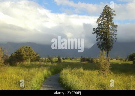 Eine alleinige Kiefer entlang dem Fußweg am Lake Matheson im jeweiligen Gletscher auf der Südinsel Neuseelands Stockfoto
