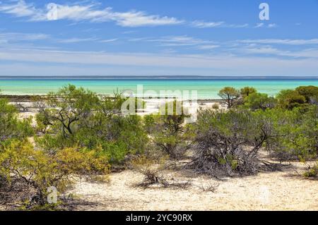 Sträucher im Hamelin Pool Marine Nature Reserve, Denham, WA, Australien, Ozeanien Stockfoto