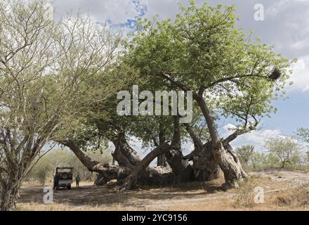 Alte kaputte Baobab Baum zwischen Tsumkwe und Khaudum Nationalpark im Norden Namibias Stockfoto