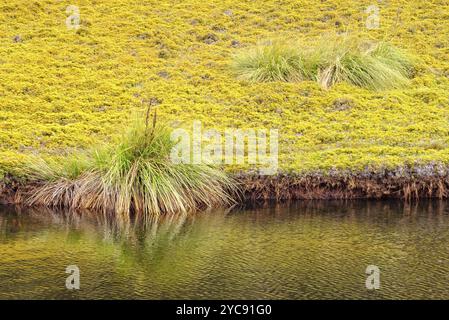 Goldenes Schein von Buttongrass Moorland und ein kleiner Glaciel See entlang des King Billy Track im Cradle Mountain-Lake St Clair National Park, Tasmanien, Aust Stockfoto