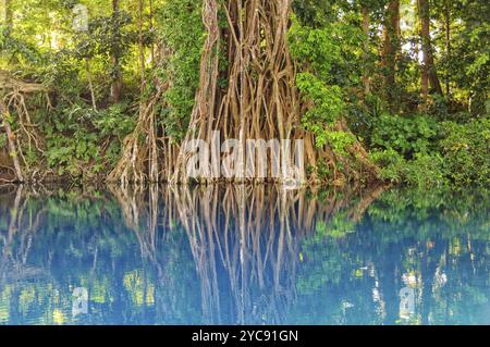 Riesiger Banyan-Baum mit einem Seil, um im angenehmen Wasser des schönen Matevulu Blue Hole, Espiritu Santo, Vanuatu, Ozeanien zu schwingen Stockfoto