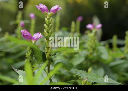 Chelone obliqua (Chelone obliqua), Stadtpark, Ackerland, Park, Schwaebisch Hall, Hohenlohe, Kochertal, Kocher, Baden-Württemberg, Deutschland, Europa Stockfoto