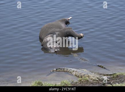 Toter Elefant mit Krokodilen im chobe River, botswana Stockfoto