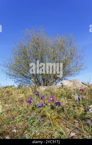 Blühende Pasque Blume auf einer Wiese mit einem Baum in Anfang Frühjahr Stockfoto