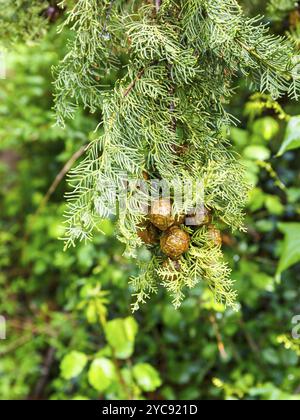 Beerenzapfen auf einem Zweig Stockfoto