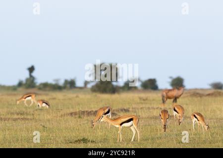 Herde mit Thomson's Gazellen auf dem Afrikanischen Savannenlandschaft Stockfoto