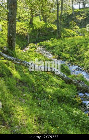 Ravin Landschaft mit einem Bach und eine Birke anmelden Stockfoto