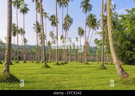 Gepflegter Rasen und Reihen von Kokospalmen, Espiritu Santo, Vanuatu, Ozeanien Stockfoto