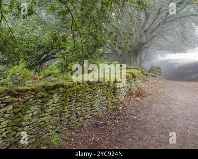 Moosbedeckte Trockenmauer an einem nebeligen Herbstmorgen, Ferreiros, Galicien, Spanien, Europa Stockfoto