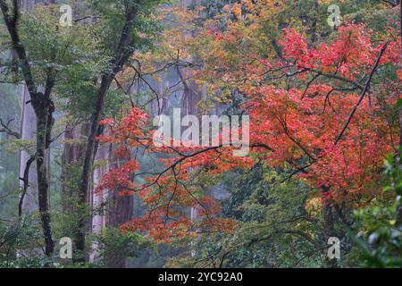 Der Herbst Zieht An Stockfoto