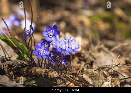 Liverleaf, die Blüte im Frühjahr Stockfoto