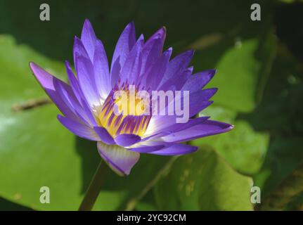 Violette Blüten, violette und gelbe Staubblätter und grüne Blätter einer Lotusblüte, Heviz, Ungarn, Europa Stockfoto