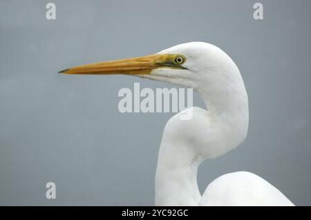 Porträt des Weißen Reihers (Kotuku), Egretta alba, Westland, Neuseeland, Ozeanien Stockfoto