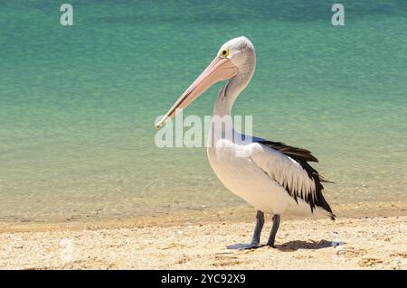 Australischer Pelikan am Strand, Monkey Mia, WA, Australien, Ozeanien Stockfoto