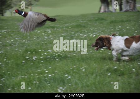 Männlicher Ringfasan, Phasianus colchinus, im Flug mit Jagdhund auf der Jagd Stockfoto