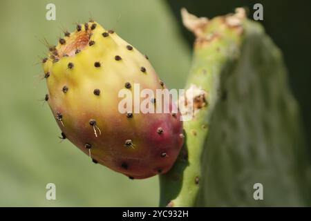 Opuntia, auch Feigenkaktus genannt, ist eine Gattung der Kaktusfamilie in Qrendi, Malta, Europa Stockfoto