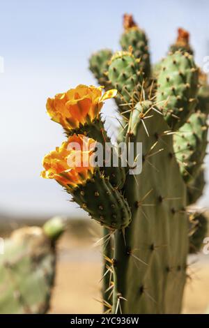 Gelbe Blüten auf einem wilden Kaktus Stockfoto