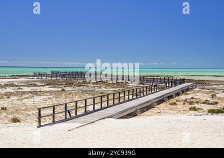 Boardwalk am Hamelin Pool über Meeresstromatoliten, Denham, WA, Australien, Ozeanien Stockfoto