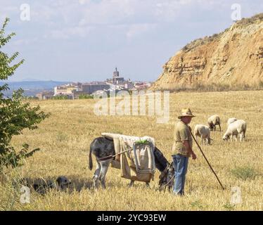 Schäferhund mit Hund, Esel und Schaf, Viana, Navarra, Spanien, 7. September 2014, Europa Stockfoto