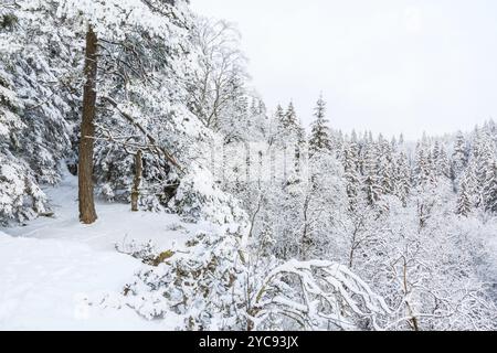 Rock Regal mit Bäumen im Winter Forest Stockfoto