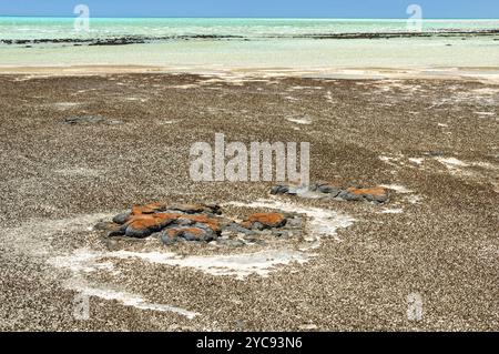 Stromatolite sind felsenähnliche Strukturen, die von Bakterien im Flachwasser gebildet werden, Hamelin Pool, Denham, WA, Australien, Ozeanien Stockfoto