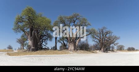 Baines Baobab aus dem Nxai Pan Nationalpark, Botswana, Afrika Stockfoto