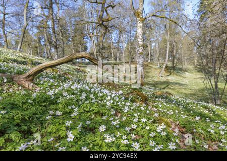 Buschwindröschen in einem wunderschönen Frühling Woodland Stockfoto