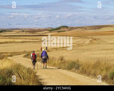 Pilger gehen auf einem offenen Feldweg durch Meseta, Castrojeriz, Kastilien und Leon, Spanien, 15. September 2014, Europa Stockfoto