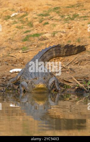 Caiman (Caimaninae), Krokodil (Alligatoridae), Krokodil (Crocodylia), Vorderansicht, Reflexion, Pantanal, Inland, Feuchtgebiet, UNESCO Biosphärenreservat, W Stockfoto