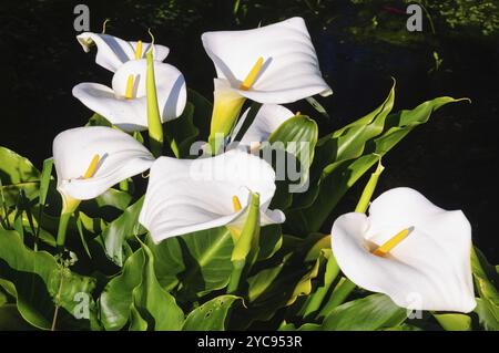 Ein Haufen wild wachsender Calla-Lilien in Halls Gap, Victoria, Australien, Ozeanien Stockfoto