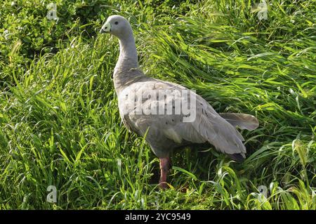 Die Cape Barren Goose ist eine sehr große, hellgraue Gans mit relativ kleinem Kopf, Phillip Island, Victoria, Australien, Ozeanien Stockfoto