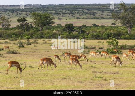 Herde von Impala Antilopen weiden auf der Savannah Stockfoto