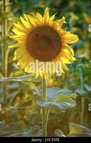 Sonnenblume von der Sonne von hinten beleuchtet, Szarvas, Ungarn, Europa Stockfoto