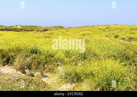 Sanddünen auf Griffiths Island, bedeckt mit wunderschönen winzigen gelben Blumen, Port Fairy, Victoria, Australien, Ozeanien Stockfoto