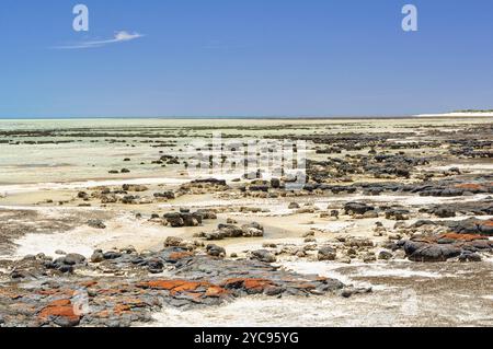 Stromatolite sind felsenähnliche Strukturen, die von Bakterien im Flachwasser gebildet werden, Hamelin Pool, Denham, WA, Australien, Ozeanien Stockfoto