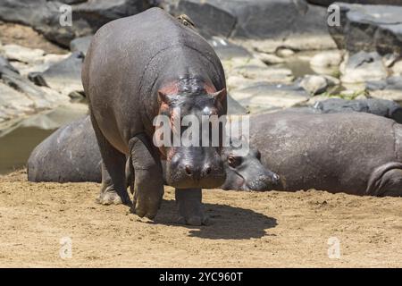 Nilpferde am Flussufer Stockfoto