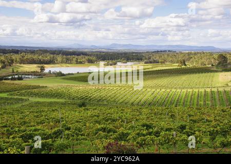 Audrey Wilkinson Vineyard and Cellar Door ist eines der ältesten Weingüter in der Weinregion Hunter Valley in Pokolbin, NSW, Australien, Ozeanien Stockfoto