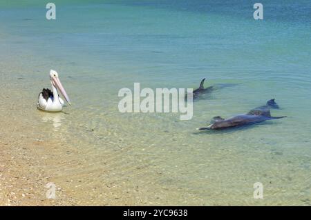 Zwei Delfine und ein Pelikan im flachen Wasser des Strandes, Monkey Mia, WA, Australien, Ozeanien Stockfoto