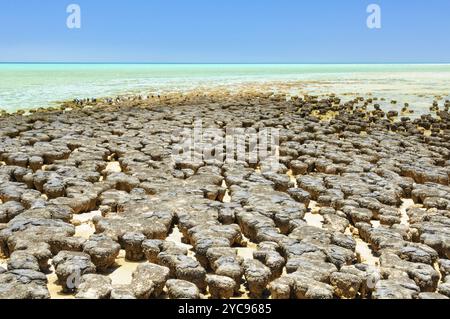 Stromatolite sind felsenähnliche Strukturen, die von Bakterien im Flachwasser gebildet werden, Hamelin Pool, Denham, WA, Australien, Ozeanien Stockfoto