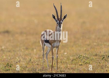 Thomson es Gazelle in der Savanne Stockfoto