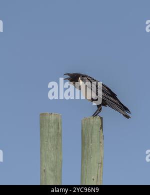 Rattenkrähe, Corvus albus, auf einem Holzpfahl im Etosha-Nationalpark, Namibia, Afrika Stockfoto