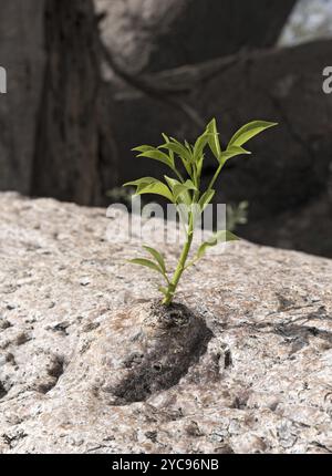 Neuer Spross wächst aus dem alten Stamm eines Baobab-Baumes Stockfoto