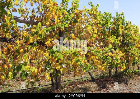 Herbst in Victorias kühlem Klima Weinregion, King Valley, Victoria, Australien, Ozeanien Stockfoto